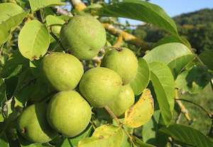 Ruim 18.000 boompjes naar Zeeuwse tuinbezitters