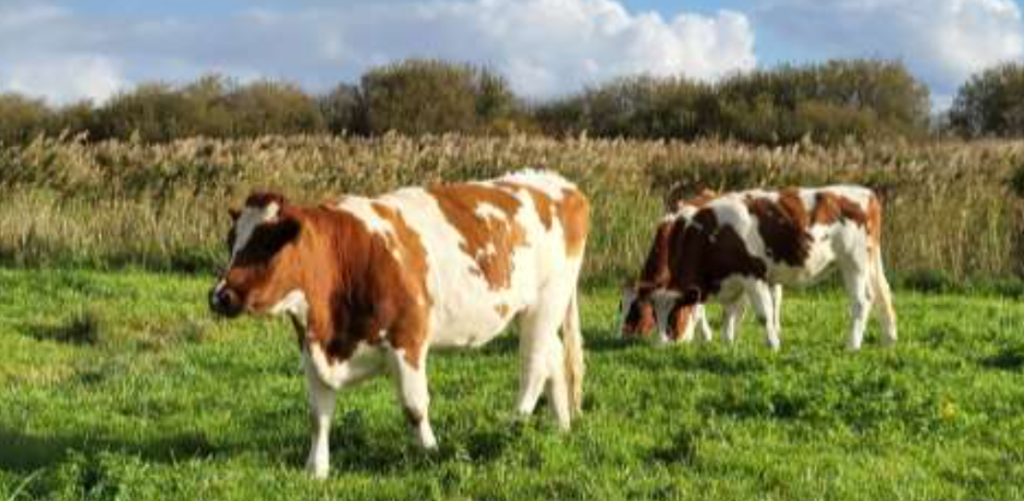 Biologisch vlees Biologisch vlees