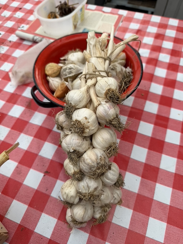 Samenaankoop biologische winter-plantuien en -knoflook